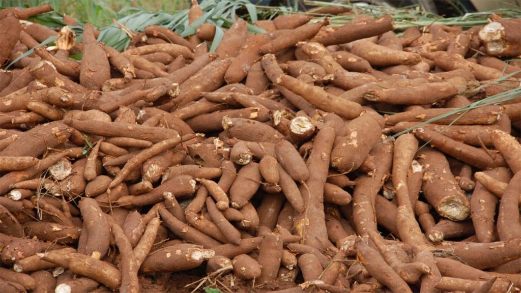 FG floats scheme to revive cassava production