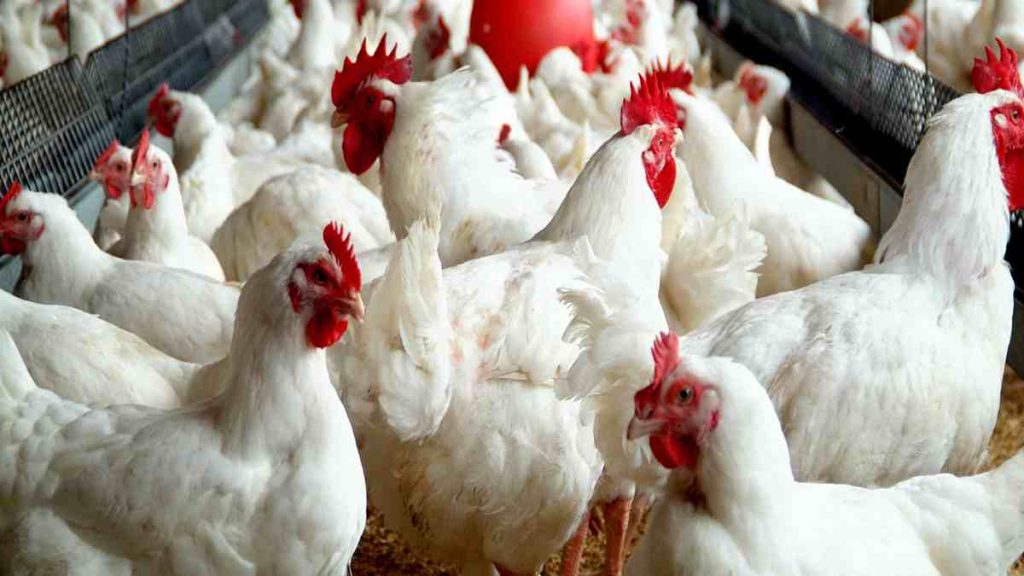 Poultry farmers decry high cost of feeds, low patronage